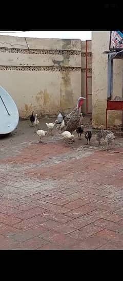 Turkey birds child or full tiyar turkey birds piar for sale