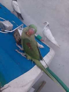 raw perrot for sell age 9 month ka hy self feed karta hy