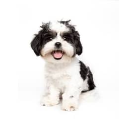 Shih tzu Female 1.5 Years