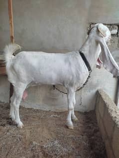 Pure Gulabi Bakri / gulabi goat /