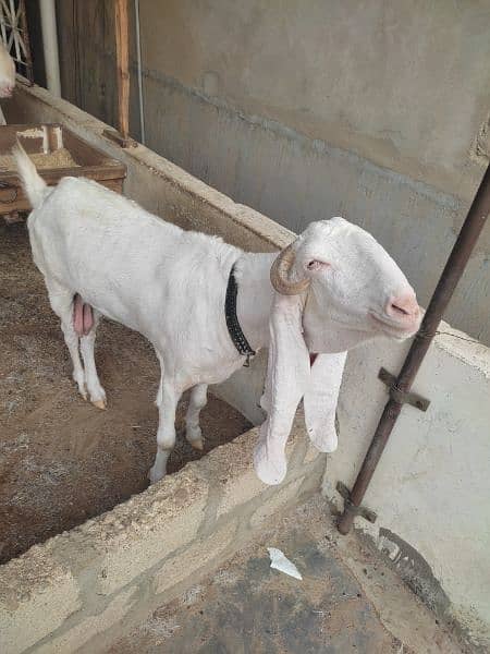 Pure Gulabi Bakri / gulabi goat / 2