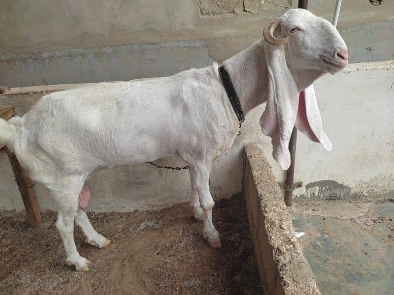 Pure Gulabi Bakri / gulabi goat / 3