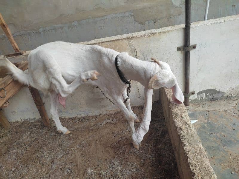 Pure Gulabi Bakri / gulabi goat / 4