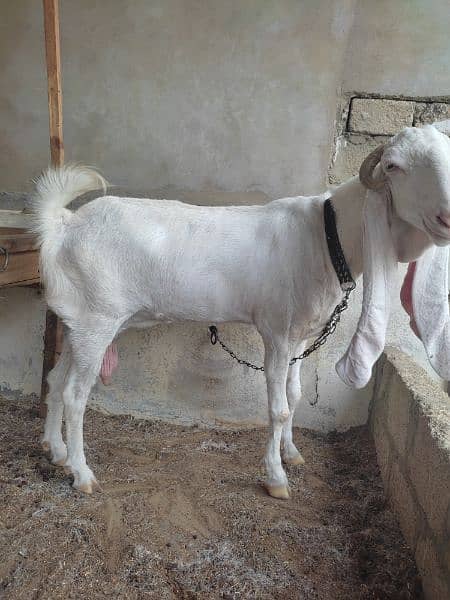 Pure Gulabi Bakri / gulabi goat / 5