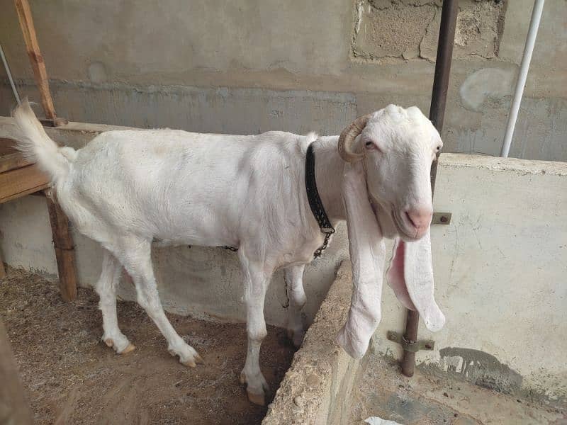 Pure Gulabi Bakri / gulabi goat / 7