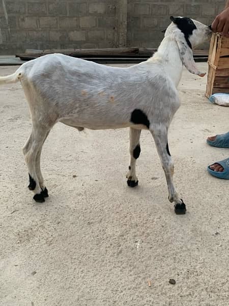 bakra and bakri pair 5.5 months ka hen 0