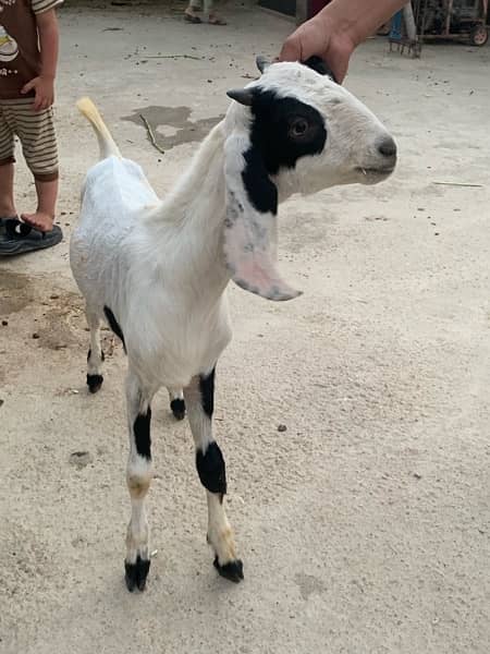 bakra and bakri pair 5.5 months ka hen 1