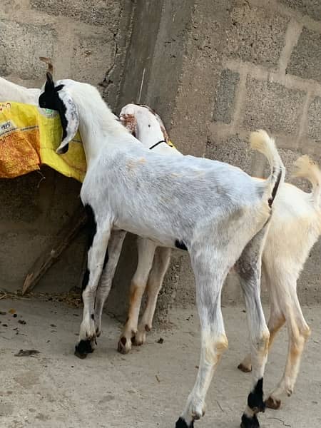 bakra and bakri pair 5.5 months ka hen 2