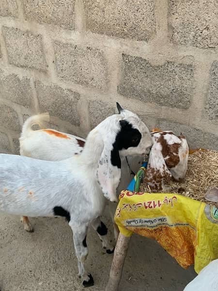 bakra and bakri pair 5.5 months ka hen 4