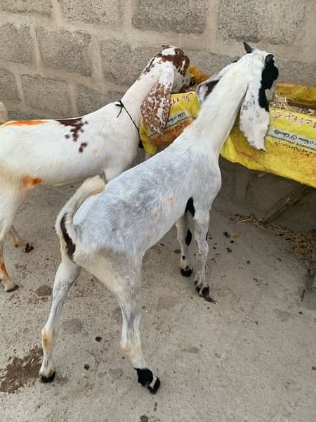 bakra and bakri pair 5.5 months ka hen 5