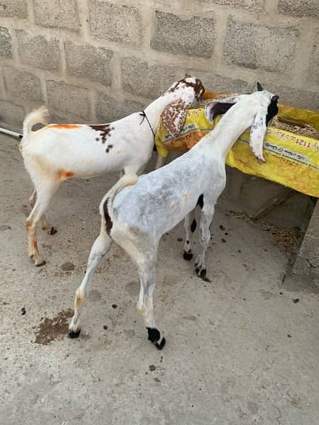 bakra and bakri pair 5.5 months ka hen 6