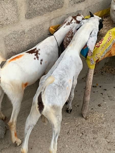 bakra and bakri pair 5.5 months ka hen 7