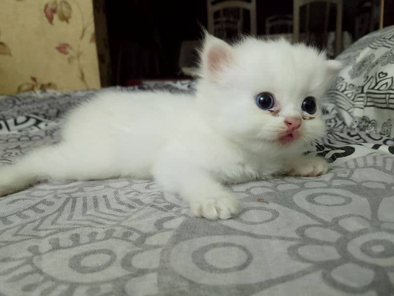 kitten for sale 6