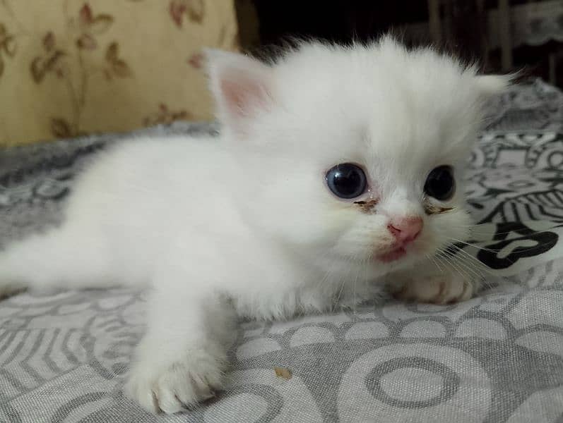 kitten for sale 7