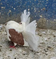 english saddle modren laka breeder female pigeon kabooter fancy