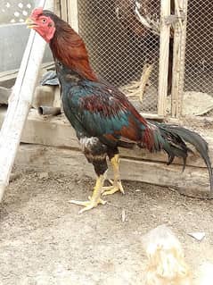 top quality breeder morga hn