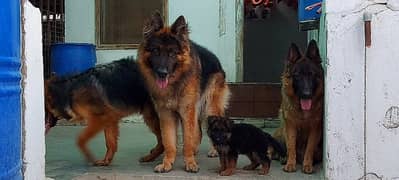 King Size Female German Shepherd Puppies