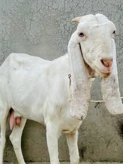 Pure petal Bakri full white