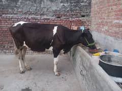 cow for sale at cheap rate