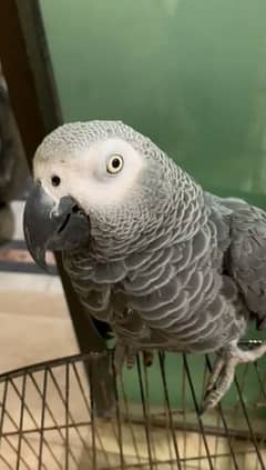 03238107169call wathsap African grey parrot urgent for sale