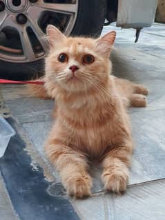 persian cat