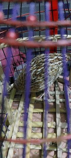 quail for sale with cage|Bolney wala batair