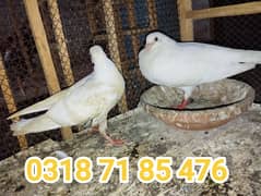 sherazi females and white chicks pair