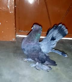 American Fantail male n pouter female white