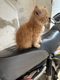 double coat persian kitten