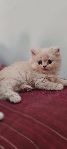 Persian Kittens - Tripple Coat 1