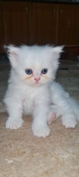 Persian Kittens - Tripple Coat 5