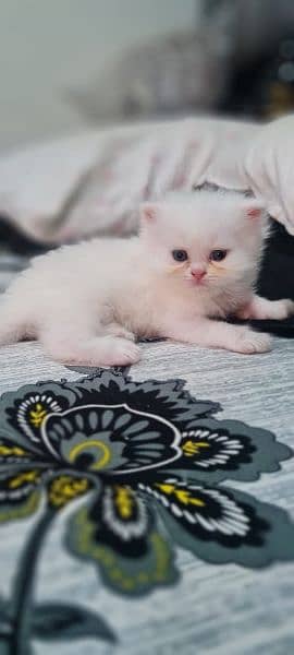 Persian Kittens - Tripple Coat 9