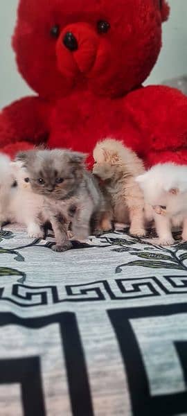 Persian Kittens - Tripple Coat 10