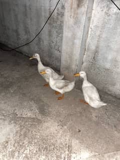 Ducks for sale