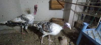 Turkey breeder Pair(11000) available  Turkey chicks also available