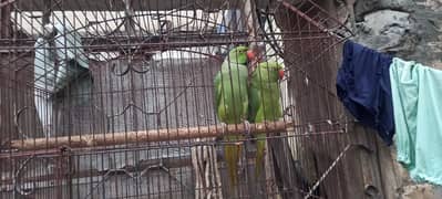 parrot fore sale