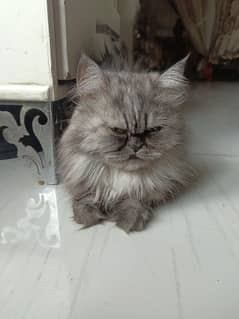 female Persian cat