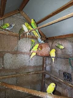 budgies