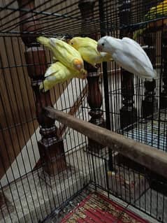 love birds 2 pair and suncnor 1 pair breeder  contact no   03258242951