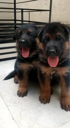 german shepherd pair for sale