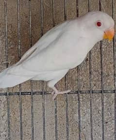 Albino red eye 6month pathay available