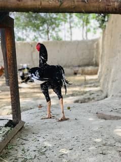 Heera breeder , Mushka breeder and high quality patha for sale