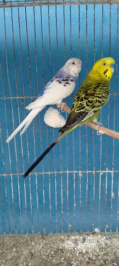 Budgie