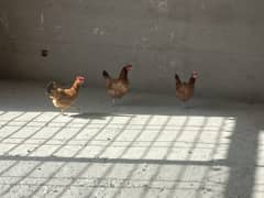 Desi Hens for Sale