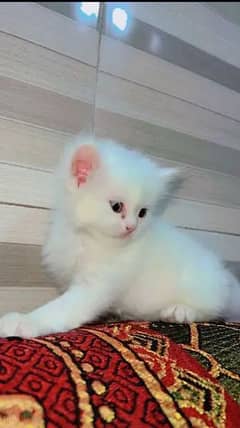 Persian Cat