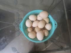 dragon aseel and heera aseel eggs