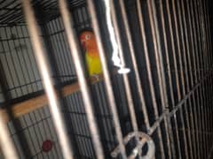 love birds red eye breeding pair lutino