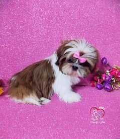 Shih Tzu pedigree female pure shihtzu bloodline