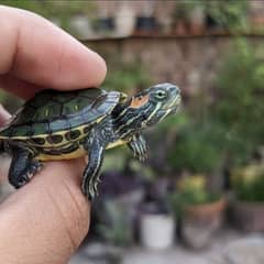 Aquarium pet turtles