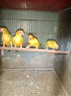 sun conure baredar piar